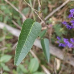 Hardenbergia violacea at Ulladulla, NSW - 28 Jul 2023 11:13 AM