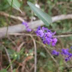 Hardenbergia violacea at Ulladulla, NSW - 28 Jul 2023 11:13 AM