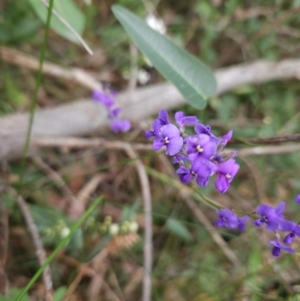 Hardenbergia violacea at Ulladulla, NSW - 28 Jul 2023