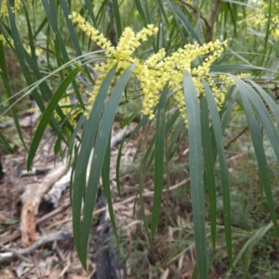 Acacia longifolia subsp. longifolia (Sydney Golden Wattle) at Ulladulla, NSW - 28 Jul 2023 by MatthewFrawley