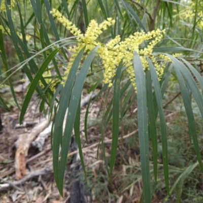 Acacia longifolia subsp. longifolia (Sydney Golden Wattle) at Ulladulla Wildflower Reserve - 28 Jul 2023 by MatthewFrawley