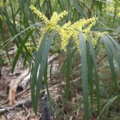 Acacia longifolia subsp. longifolia (Sydney Golden Wattle) at Ulladulla Wildflower Reserve - 28 Jul 2023 by MatthewFrawley