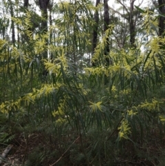Acacia longifolia subsp. longifolia at Ulladulla, NSW - 28 Jul 2023 11:15 AM