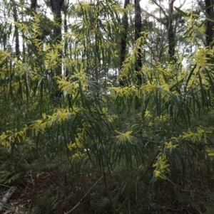 Acacia longifolia subsp. longifolia at Ulladulla, NSW - 28 Jul 2023