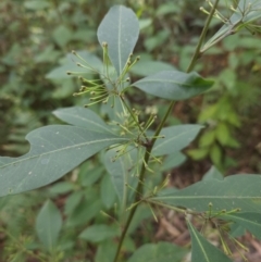 Dodonaea triquetra (Large-leaf Hop-Bush) at Ulladulla Wildflower Reserve - 28 Jul 2023 by MatthewFrawley