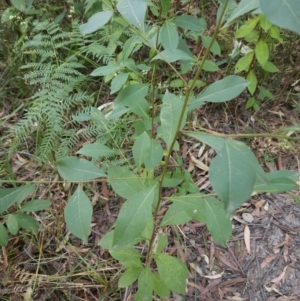 Dodonaea triquetra at Ulladulla, NSW - 28 Jul 2023