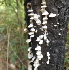 Unidentified Fungus at Ulladulla Wildflower Reserve - 28 Jul 2023 by MatthewFrawley