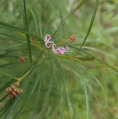 Grevillea linearifolia (Linear Leaf Grevillea) at Ulladulla Wildflower Reserve - 28 Jul 2023 by MatthewFrawley