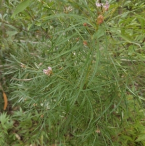 Grevillea linearifolia at Ulladulla, NSW - 28 Jul 2023 11:27 AM