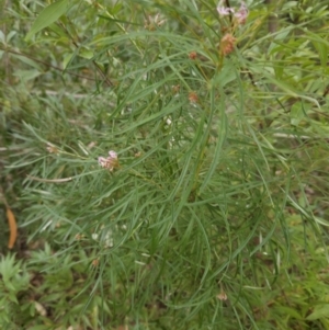 Grevillea linearifolia at Ulladulla, NSW - 28 Jul 2023