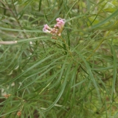 Grevillea linearifolia at Ulladulla, NSW - 28 Jul 2023 11:27 AM