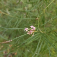 Grevillea linearifolia at Ulladulla, NSW - 28 Jul 2023 11:27 AM