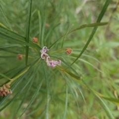 Grevillea linearifolia at Ulladulla, NSW - 28 Jul 2023 11:27 AM