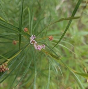 Grevillea linearifolia at Ulladulla, NSW - 28 Jul 2023