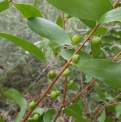 Persoonia levis (Broad-leaved Geebung) at Ulladulla Wildflower Reserve - 28 Jul 2023 by MatthewFrawley