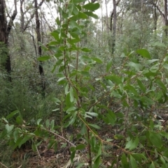 Persoonia levis at Ulladulla, NSW - suppressed