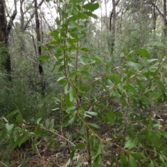 Persoonia levis at Ulladulla, NSW - 28 Jul 2023
