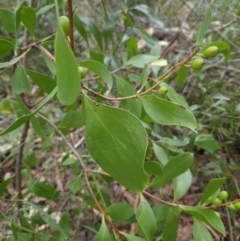 Persoonia levis at Ulladulla, NSW - 28 Jul 2023