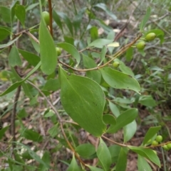 Persoonia levis at Ulladulla, NSW - suppressed
