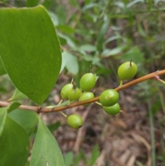 Persoonia levis at Ulladulla, NSW - 28 Jul 2023