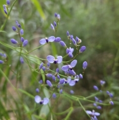 Comesperma volubile (Love Creeper) at Ulladulla Wildflower Reserve - 28 Jul 2023 by MatthewFrawley