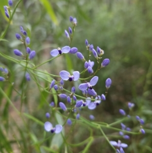 Comesperma volubile at Ulladulla, NSW - 28 Jul 2023 11:33 AM