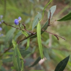 Comesperma volubile at Ulladulla, NSW - 28 Jul 2023