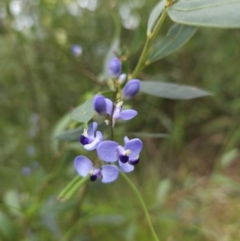 Comesperma volubile at Ulladulla, NSW - 28 Jul 2023