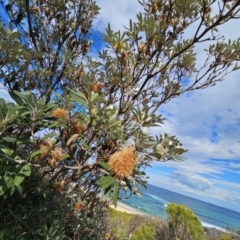 Banksia integrifolia subsp. integrifolia (Coast Banksia) at Ulladulla - Warden Head Bushcare - 28 Jul 2023 by MatthewFrawley