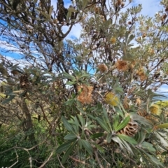Banksia integrifolia subsp. integrifolia at Ulladulla, NSW - 28 Jul 2023