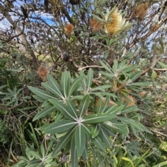 Banksia integrifolia subsp. integrifolia at Ulladulla, NSW - 28 Jul 2023
