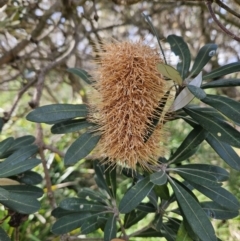 Banksia integrifolia subsp. integrifolia at Ulladulla, NSW - 28 Jul 2023