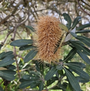 Banksia integrifolia subsp. integrifolia at Ulladulla, NSW - 28 Jul 2023 12:11 PM