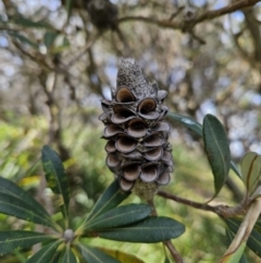 Banksia integrifolia subsp. integrifolia at Ulladulla, NSW - 28 Jul 2023 12:11 PM