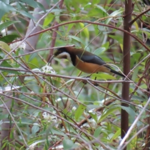 Acanthorhynchus tenuirostris at Ulladulla, NSW - 28 Jul 2023