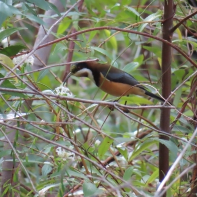 Acanthorhynchus tenuirostris (Eastern Spinebill) at Ulladulla Wildflower Reserve - 28 Jul 2023 by MatthewFrawley