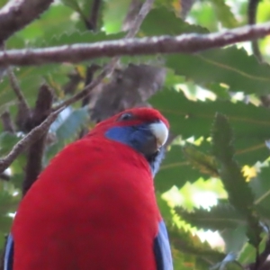 Platycercus elegans at Ulladulla, NSW - 28 Jul 2023