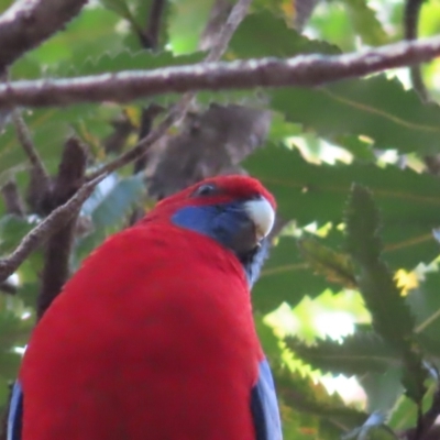 Platycercus elegans (Crimson Rosella) at Ulladulla, NSW - 28 Jul 2023 by MatthewFrawley