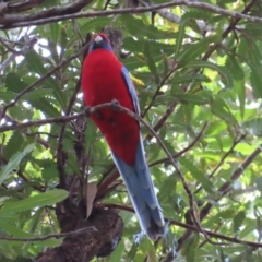 Platycercus elegans at Ulladulla, NSW - 28 Jul 2023 10:55 AM