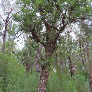 Banksia serrata at Ulladulla, NSW - 28 Jul 2023 11:28 AM