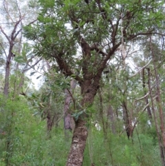 Banksia serrata (Saw Banksia) at Ulladulla, NSW - 28 Jul 2023 by MatthewFrawley