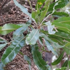 Banksia serrata at Ulladulla, NSW - 28 Jul 2023 11:28 AM