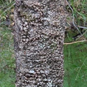 Banksia serrata at Ulladulla, NSW - 28 Jul 2023 11:28 AM