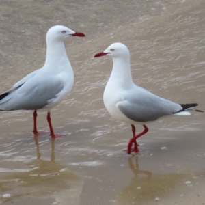 Chroicocephalus novaehollandiae at Ulladulla, NSW - 28 Jul 2023