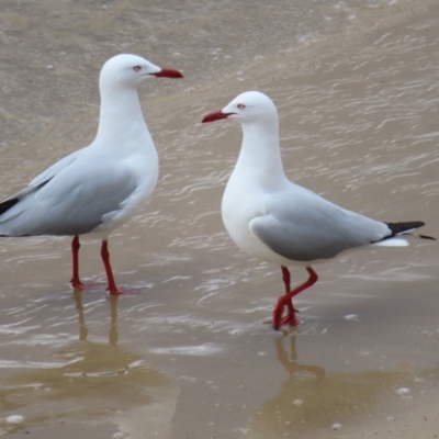 Chroicocephalus novaehollandiae (Silver Gull) at Ulladulla, NSW - 28 Jul 2023 by MatthewFrawley