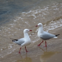 Chroicocephalus novaehollandiae at Ulladulla, NSW - 28 Jul 2023