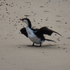 Microcarbo melanoleucos (Little Pied Cormorant) at Ulladulla, NSW - 28 Jul 2023 by MatthewFrawley