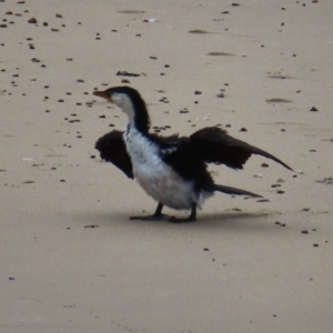 Microcarbo melanoleucos at Ulladulla, NSW - 28 Jul 2023