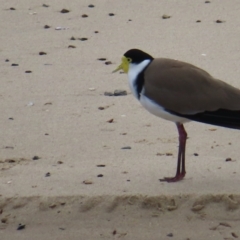 Vanellus miles at Ulladulla, NSW - 28 Jul 2023 11:50 AM