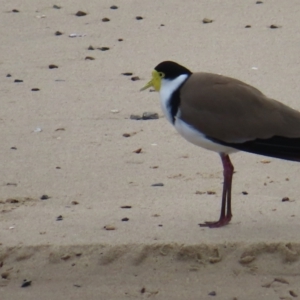 Vanellus miles at Ulladulla, NSW - 28 Jul 2023 11:50 AM